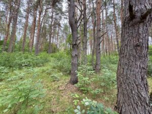 Срочно пора купить участок в лесу в Калужской области