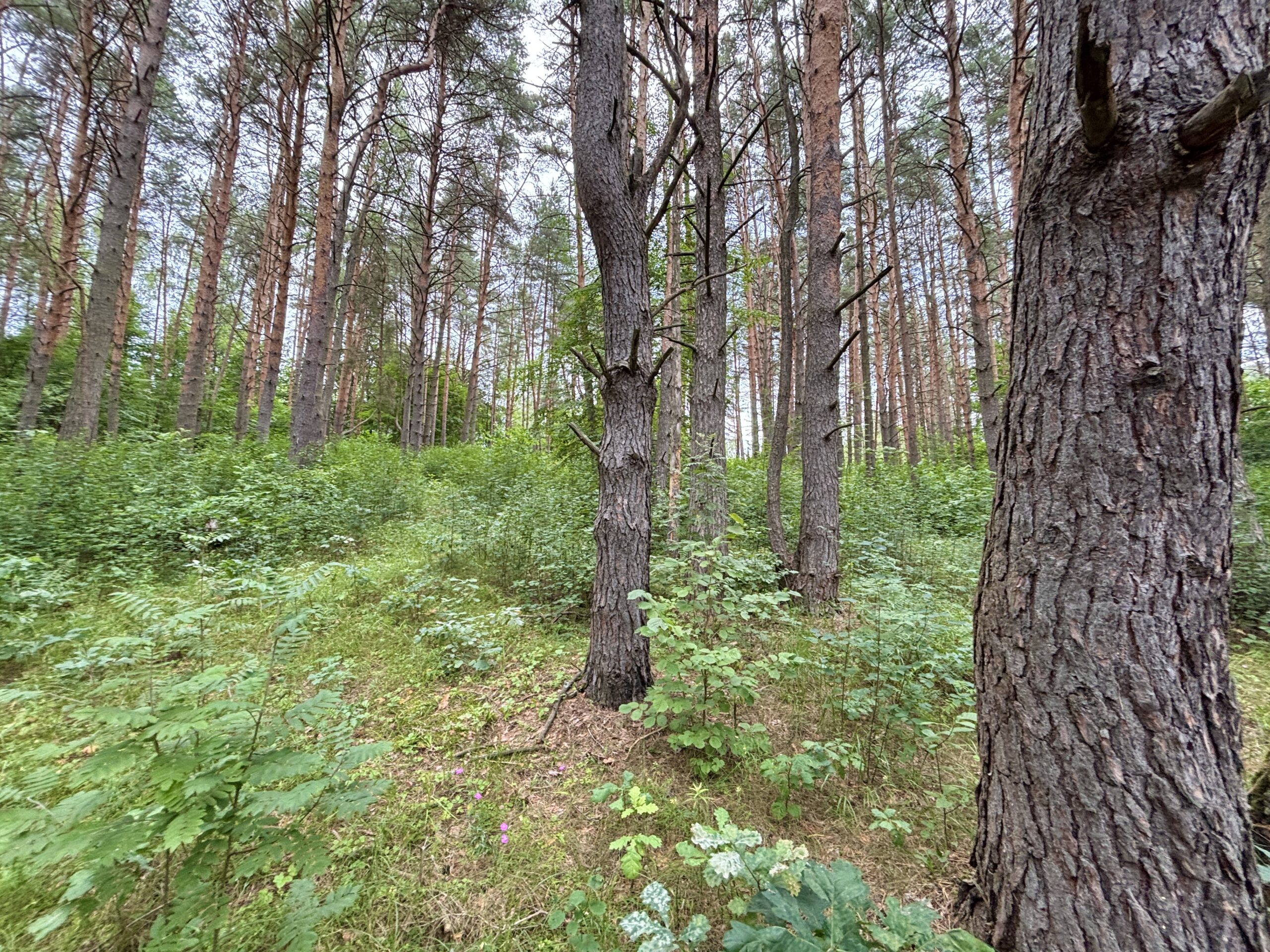 Срочно пора купить участок в лесу в Калужской области
