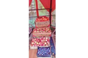 Купить дачу на берегу Угры урожай Яблок и слив